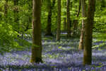 Bluebells at Soudley