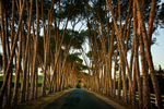Neethlingshof Pine Trees