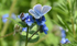 Common Blue