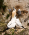 Gannet