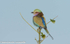Lilac breasted roller