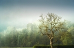 Misty light Marlfield