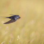 Dave Bolton  swallow hunts the summer meadow