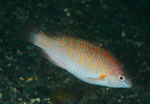 Centrolabrus exoletus