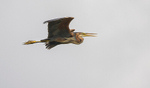 Purple Heron