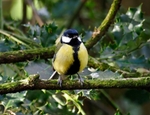 Great Tit