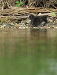 Common Loon chick on land, Minnesota, USA