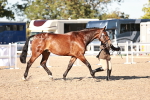Class 401 - IH  Veteran horse portfolio