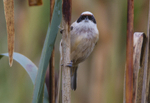 Male Penduline Tit