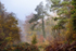 Autumn Pine Path nr. Berry Hill