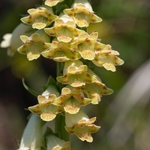 Apennine Foxglove (Digitalis lutea subsp. australis, syn. D.micrantha)