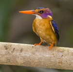 African Pygmy Kingfisher