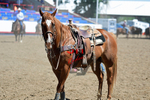 2025 Colorado Stand Alone Steer Roping-Greeley portfolio