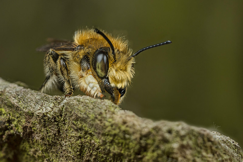 [i]Megachile willughbiella[/i] male; Staffordshire garden, June 2015. Note expanded fore-tarsi.