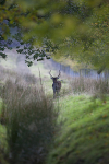 FALLOW DEER