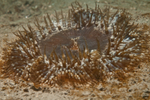 Cereus pedunculatus