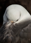 Albatross close 1