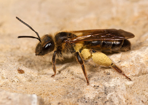Female with full pollen load. Warwickshire, May 2012.