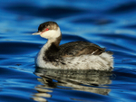 Slavonian Grebe (non-breeding plumage), Farmoor Reservoir