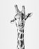 Simbavati Game Reserve_07-9-17-RLP0177