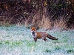 Red Fox