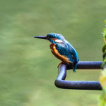 Kingfisher At The Dodder, Dublin