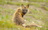 Red Fox in the tundra.
