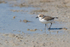 Kentish Plover