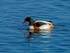 Shelduck