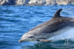 Bottlenose Dolphin jumping very close to boat, Chanaral Island, Chile
