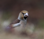 Hawfinch