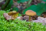 Fungus_Calke
