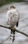 Cooper's Hawk