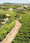 Favaios - vineyard view