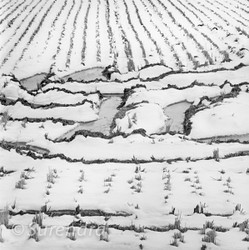 Rice Fields in Winter portfolio