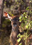 Female Kudu