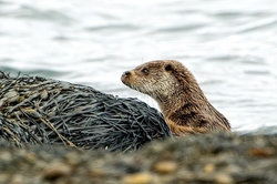 Otter