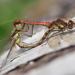 3 - Mating darters 3