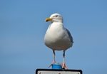 Herring Gull