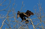 Cormorant