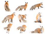 Red Fox Composite