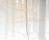 WINTER BEECH - BACKUS WOODS