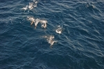 Common Dolphin