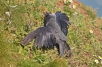 Jackdaw