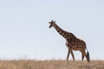 Reticulated Giraffe