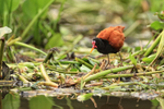Wattled Jacana foraging, Corixo Negro, Mato Grosso, Brazil