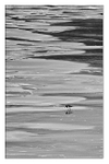 Looking for lunch - Achnahaird Bay