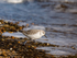 Sanderling