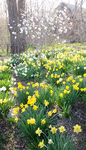 MAY GARDEN - PORT RYERSE