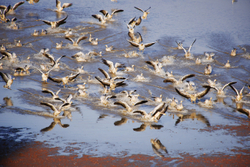 Chakra Sagar, Rajasthan - birds on lake -2